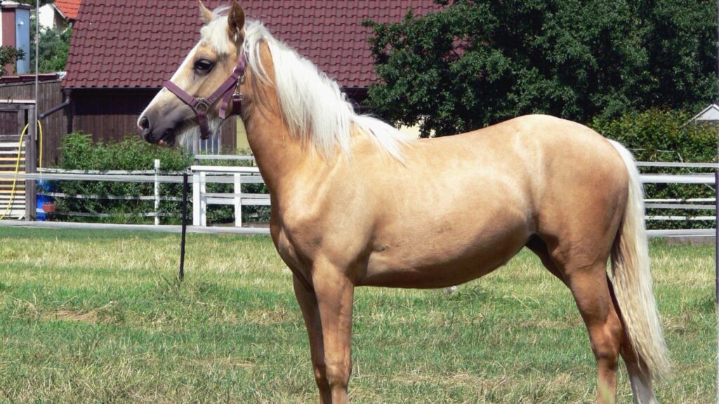  South German Coldblood