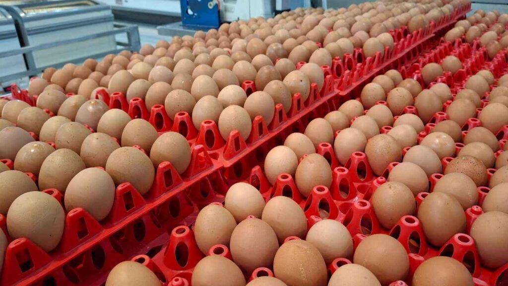 The Leading Egg Producer State Is Iowa 