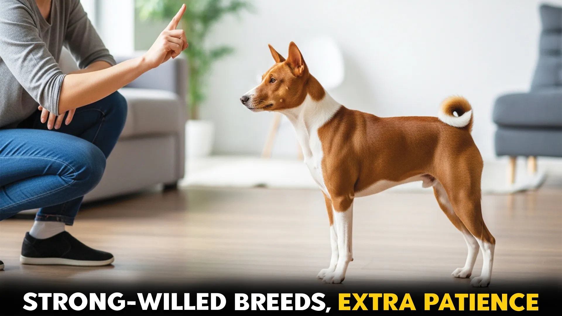 Top 10 Dog Breeds That Demand Extra Effort Before Listening to You
