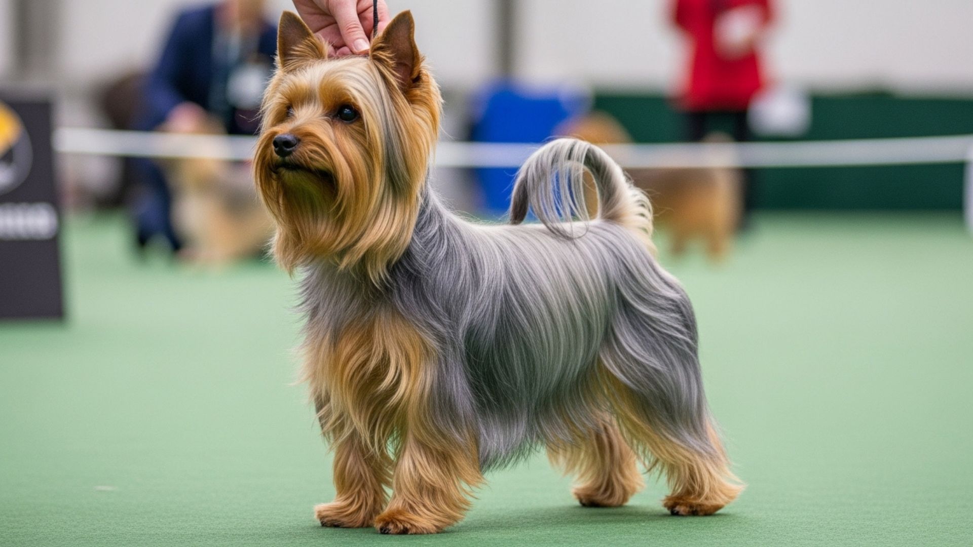 Top 10 Dog Breeds With The Most Radiant, Silky Fur