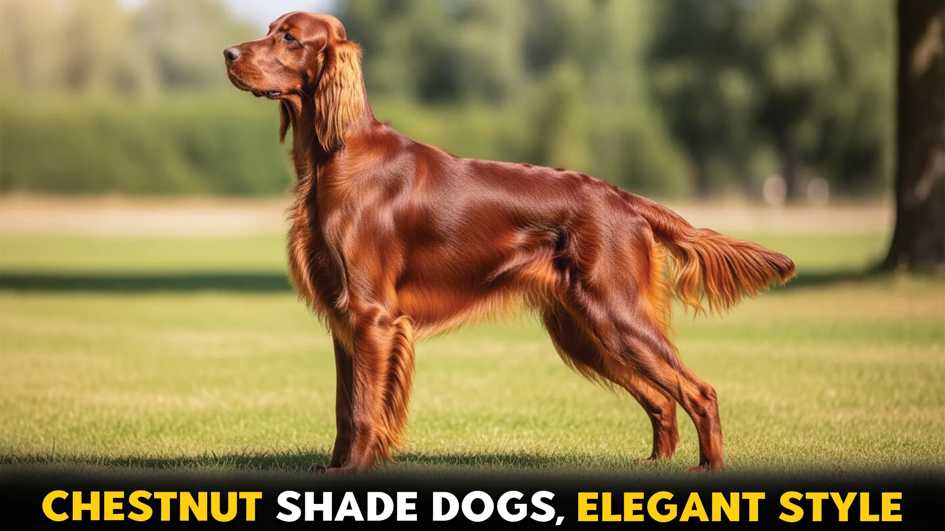 Top-10-Dog-Breeds-with-Rich-Chestnut-Coats