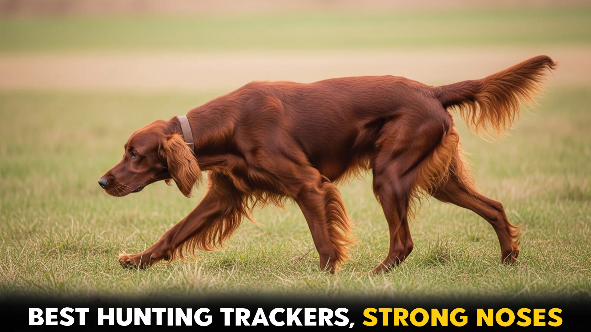 Top 10 Hunting Dog Breeds That Excel At Tracking