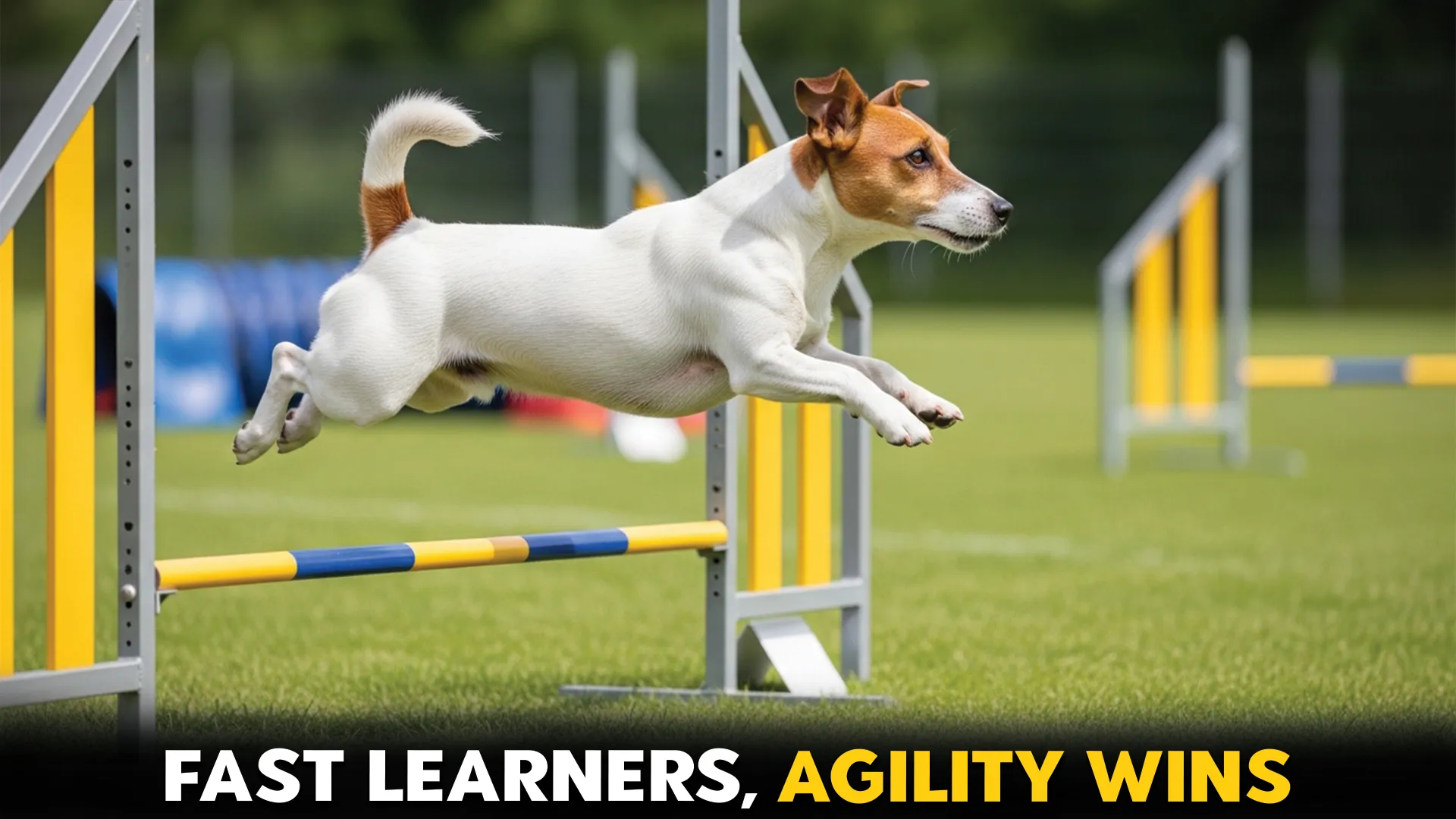 Top-7-Dog-Breeds-That-Master-Agility-Quickly