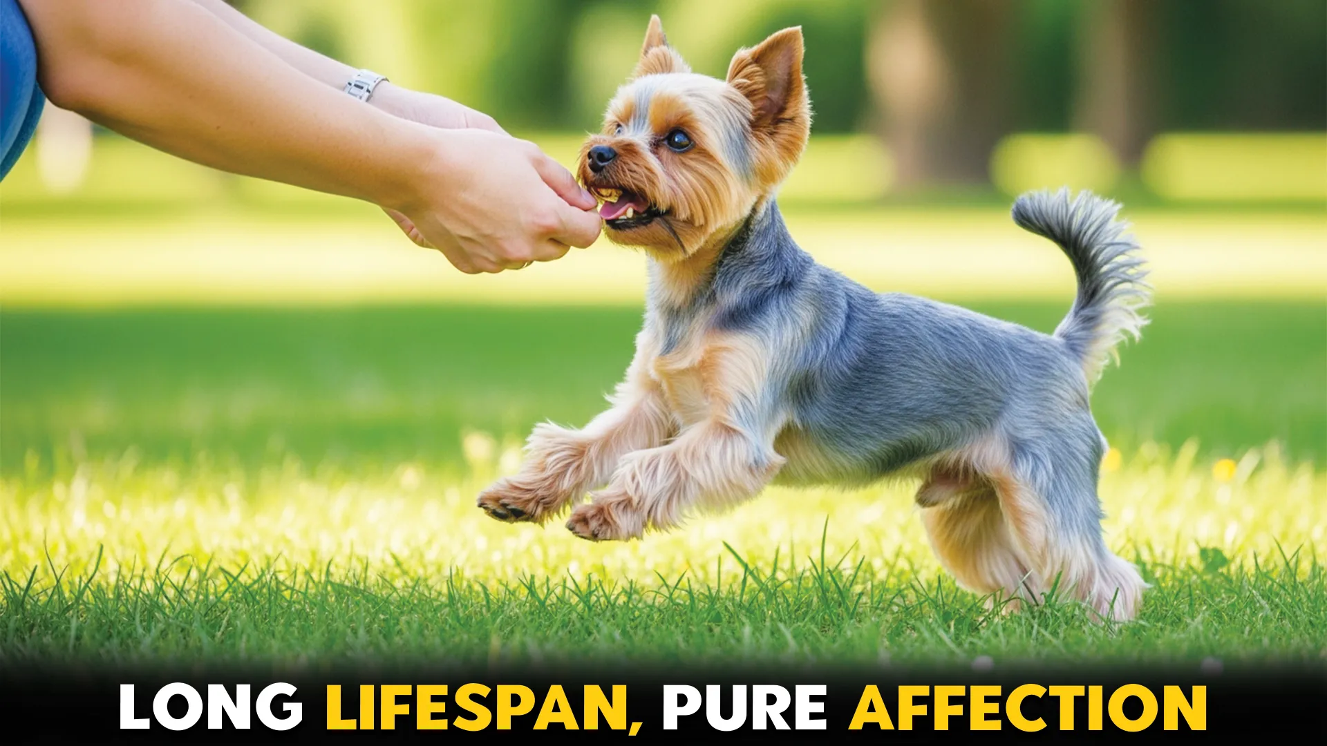 Top-7-Dog-Breeds-for-Longevity-and-Endless-Affection