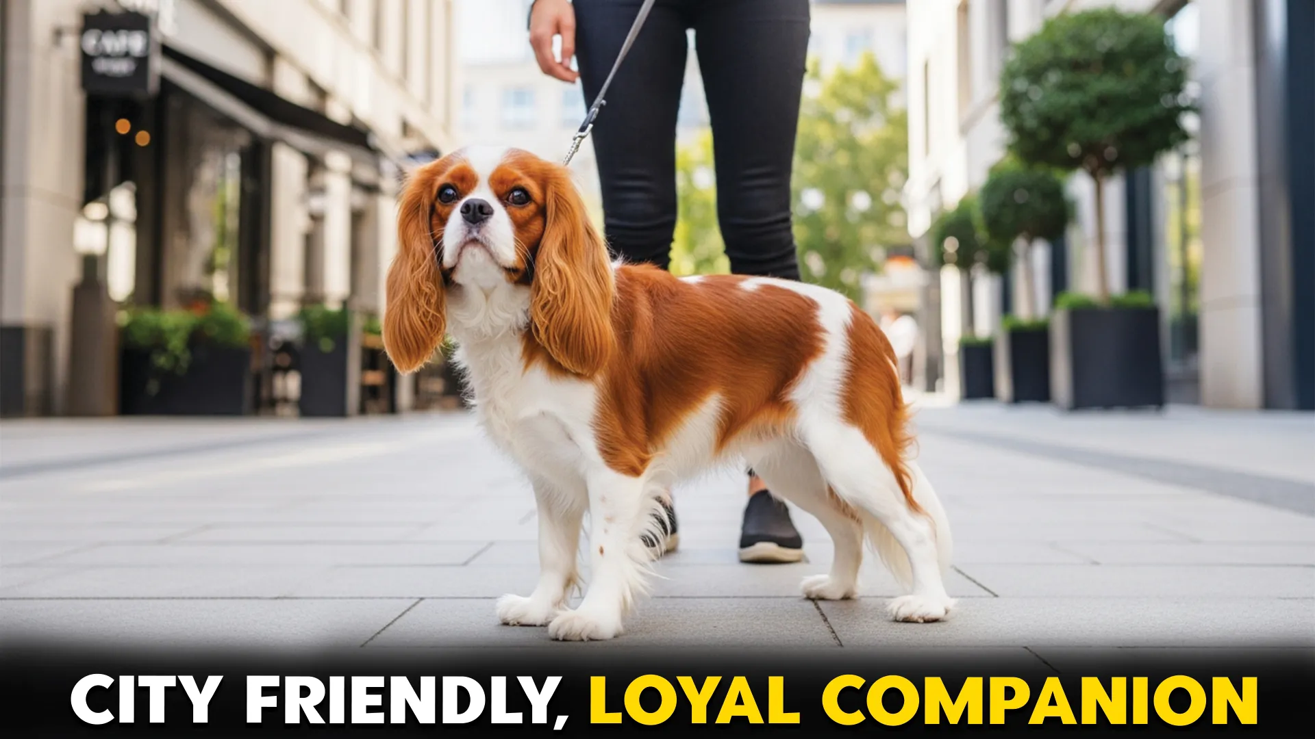 Top 8 Manageable Dog Breeds for Urban Dwellers