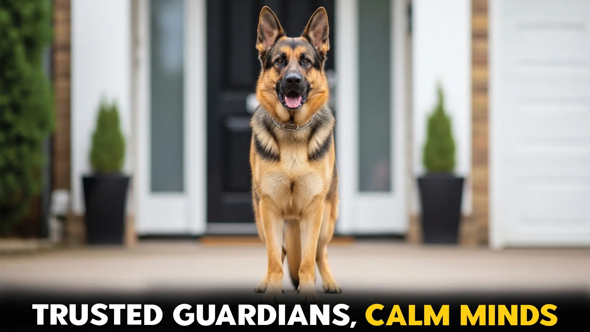 Top-8-Protective-Dog-Breeds-for-Ultimate-Peace-of-Mind