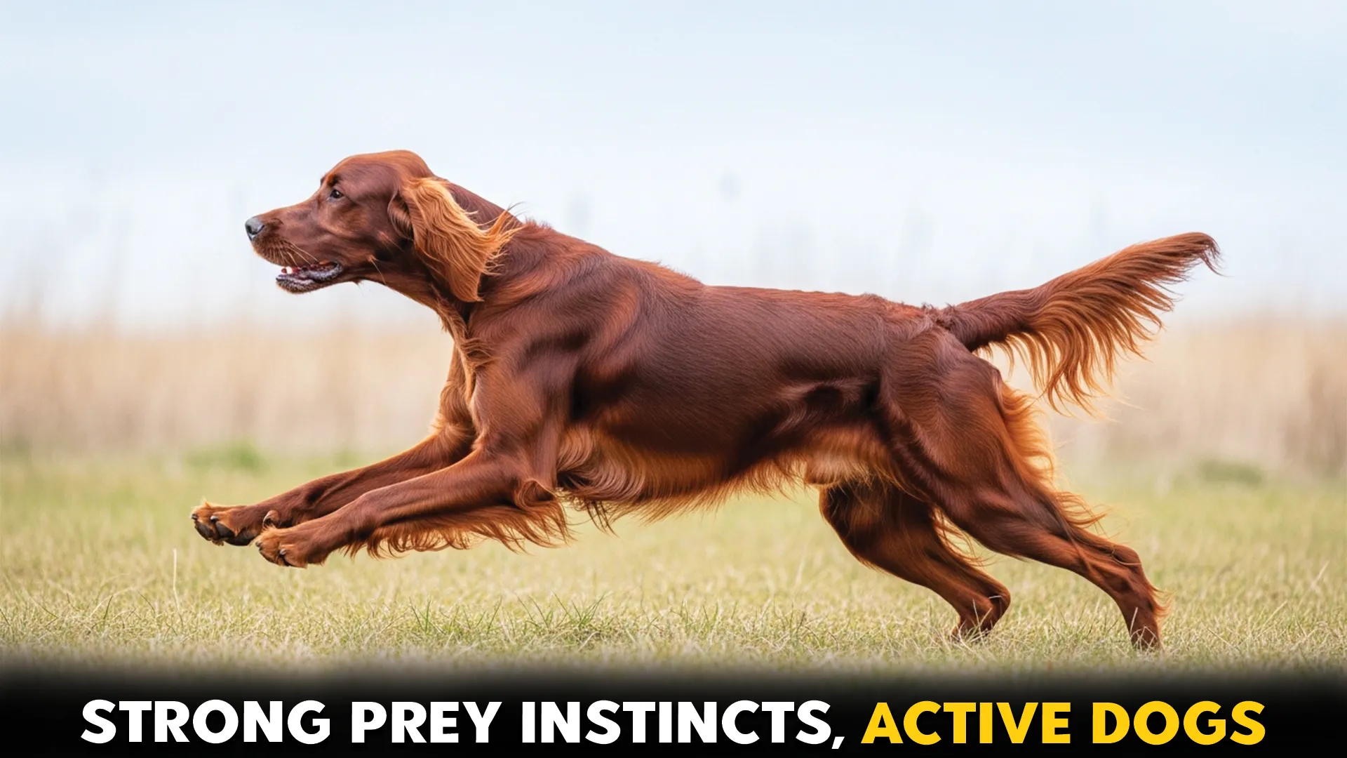 Top-9-Dog-Breeds-Driven-by-Intense-Prey-Drive
