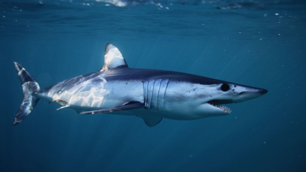 Overfishing Has Dropped the Level of Sharks
