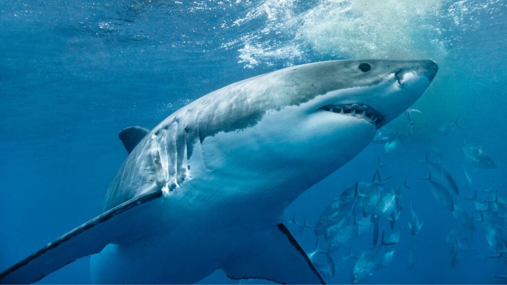 Unprovoked Shark Attacks