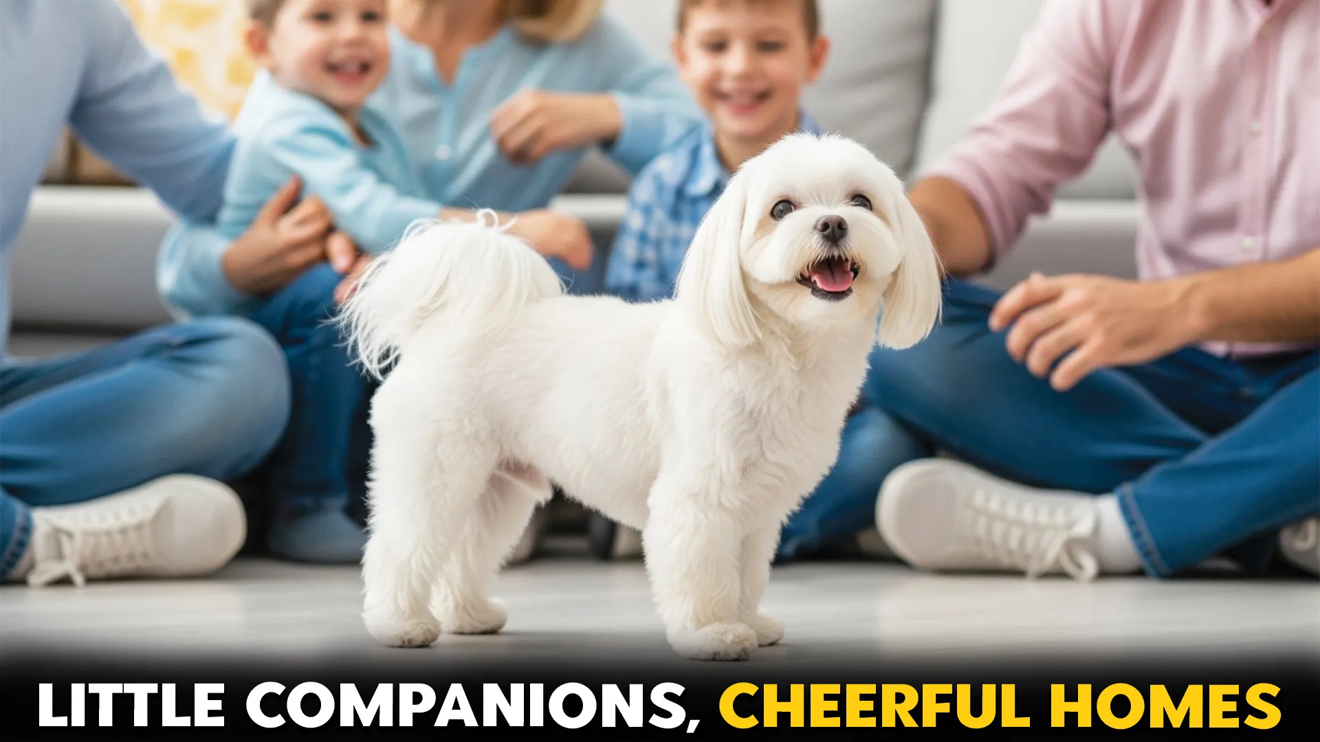 Wonderful-Tiny-Dog-Breeds-for-a-Happy-Home