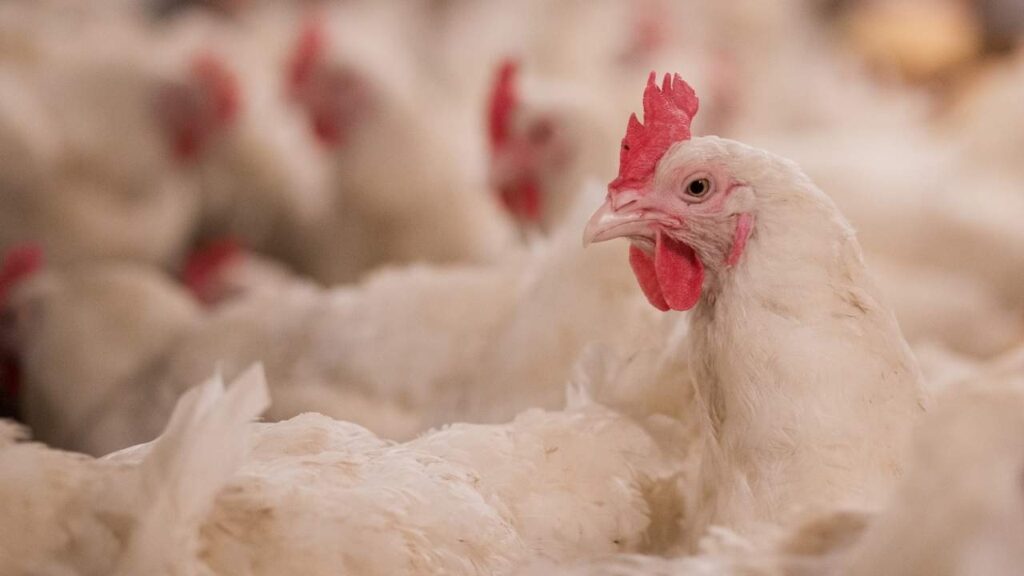 Lifespan of Young Chickens Before Getting Slaughtered