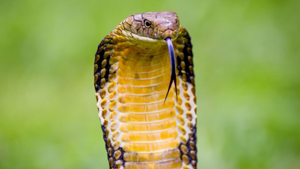 deadliest snake in the us