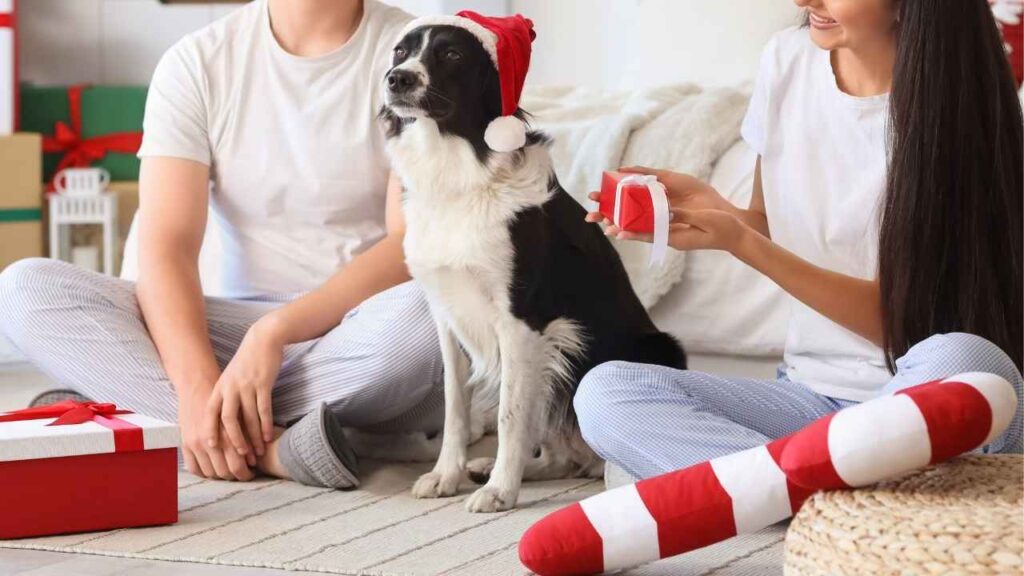 dog and Christmas gifts