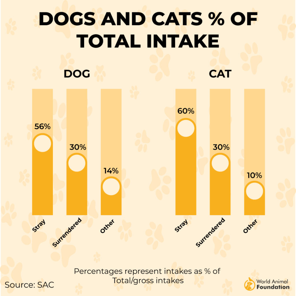 large dogs tatal intake