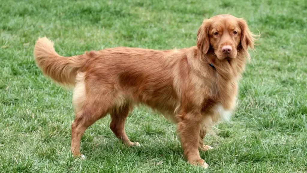 Nova Scotia Duck Tolling Retriever