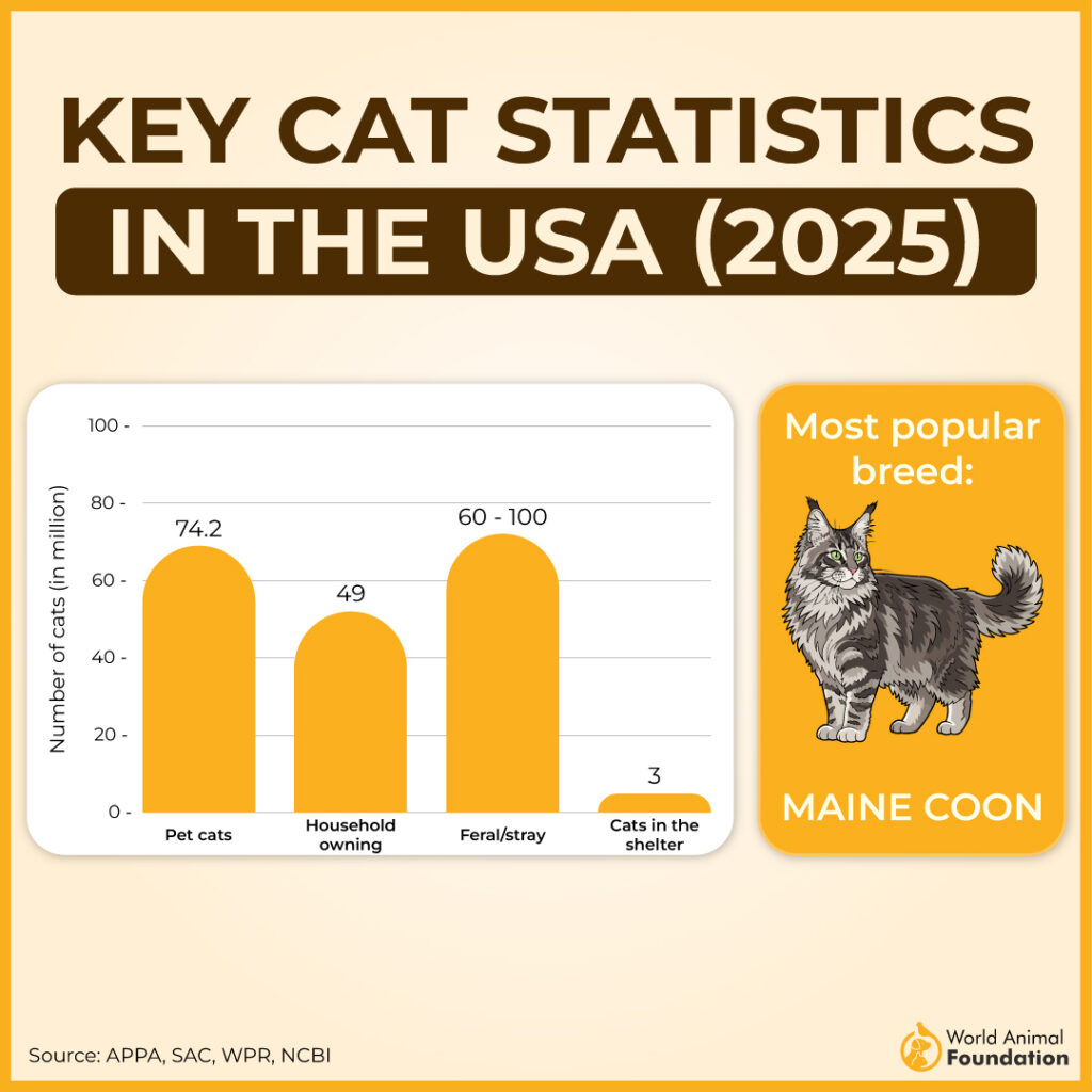 How Many Cats Are in the USA