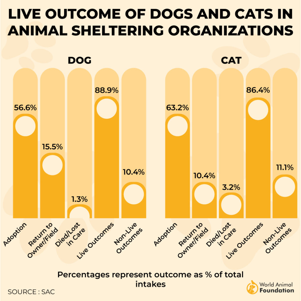 Dogs And Cats Live Outcome 