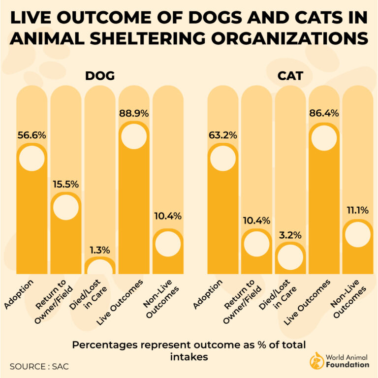 Pet Adoption Statistics In 2026