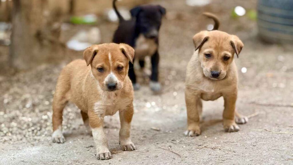 million Dogs in the World Are Free-Range