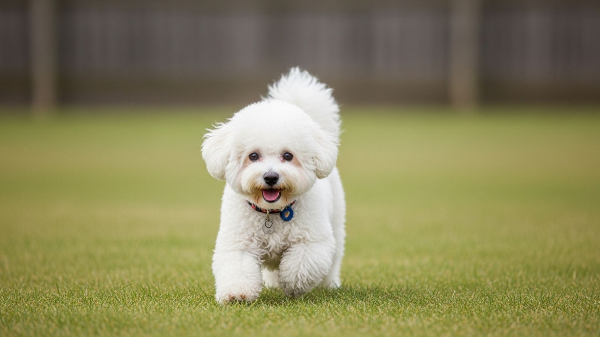 10 Super Playful Miniature Dog Breeds to Brighten Your Days (1)