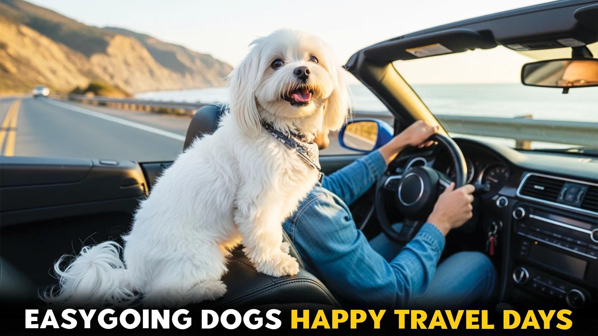 7-Best-Dog-Breeds-for-Easy-Travel-and-Road-Trips[1]