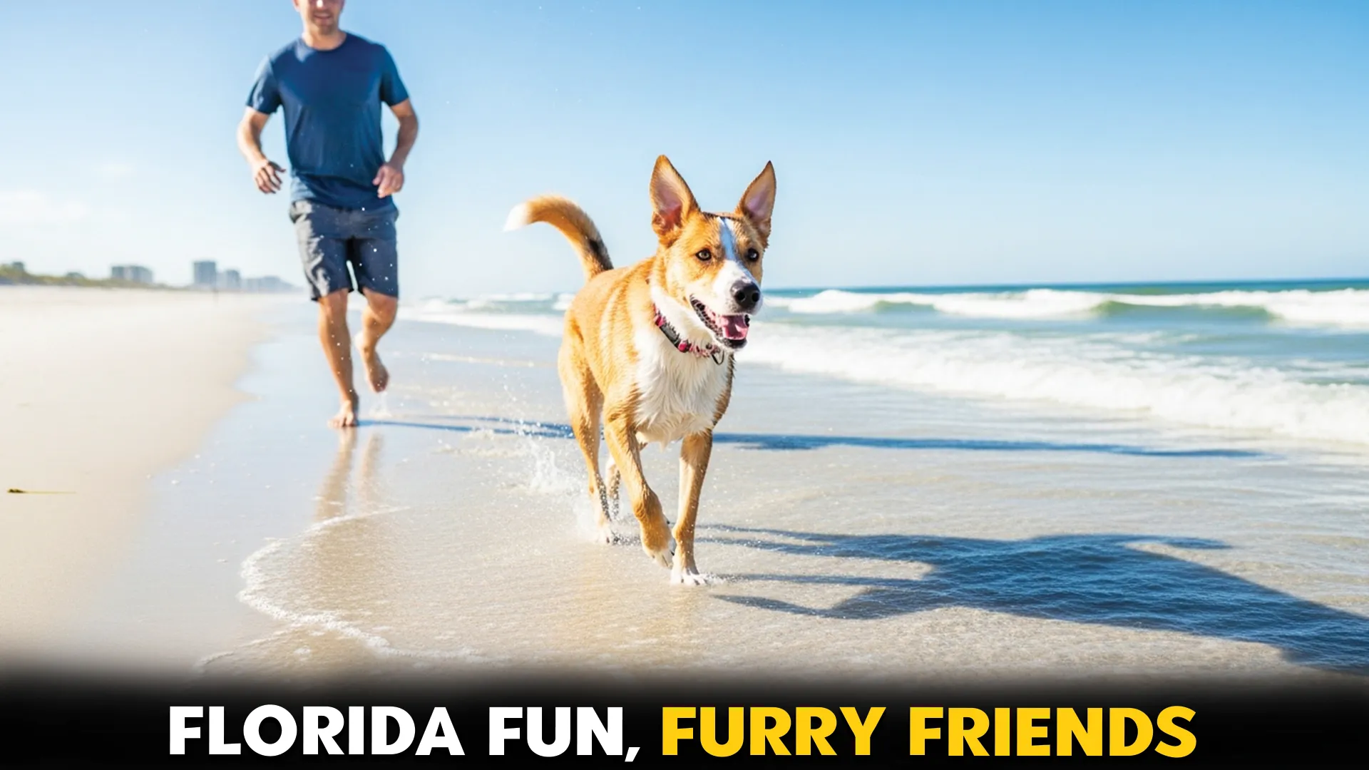 7-Best-Dog-Friendly-Beaches-in-Florida