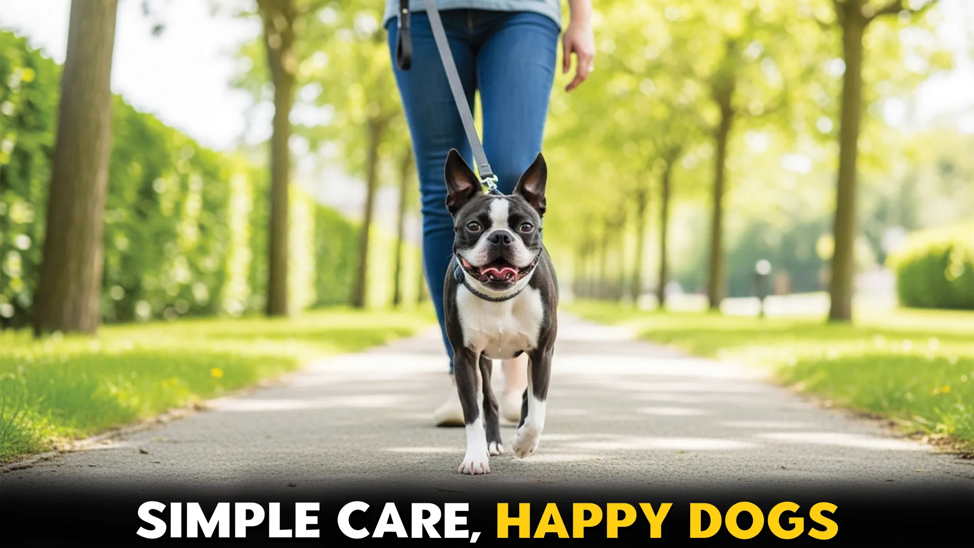 7 best low maintenance dog breeds a quick guide