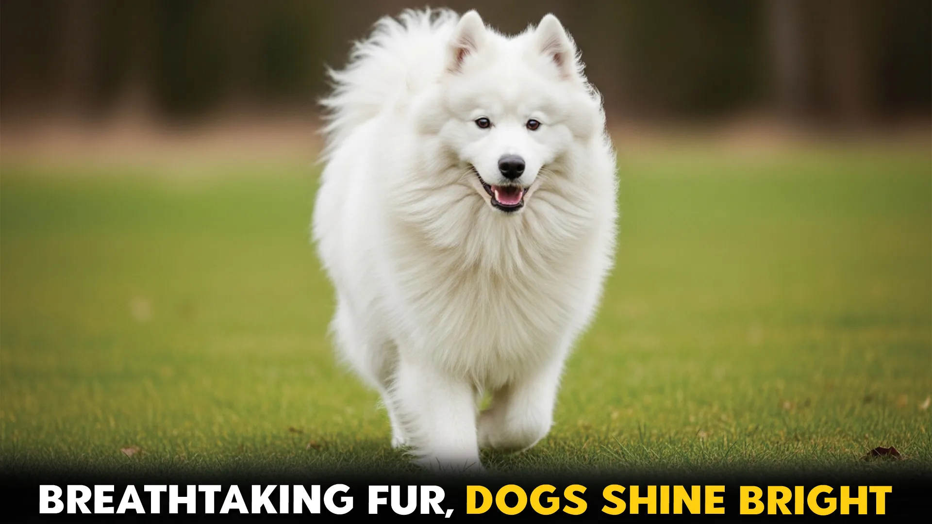 7-Breathtaking-Dog-Breeds-and-Their-Coat-Characteristic