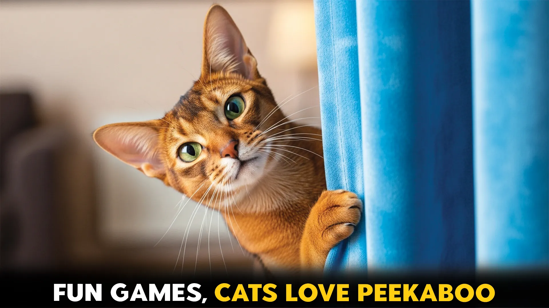 7-Cat-Breeds-That-Enjoy-Peekaboo-Games[1]