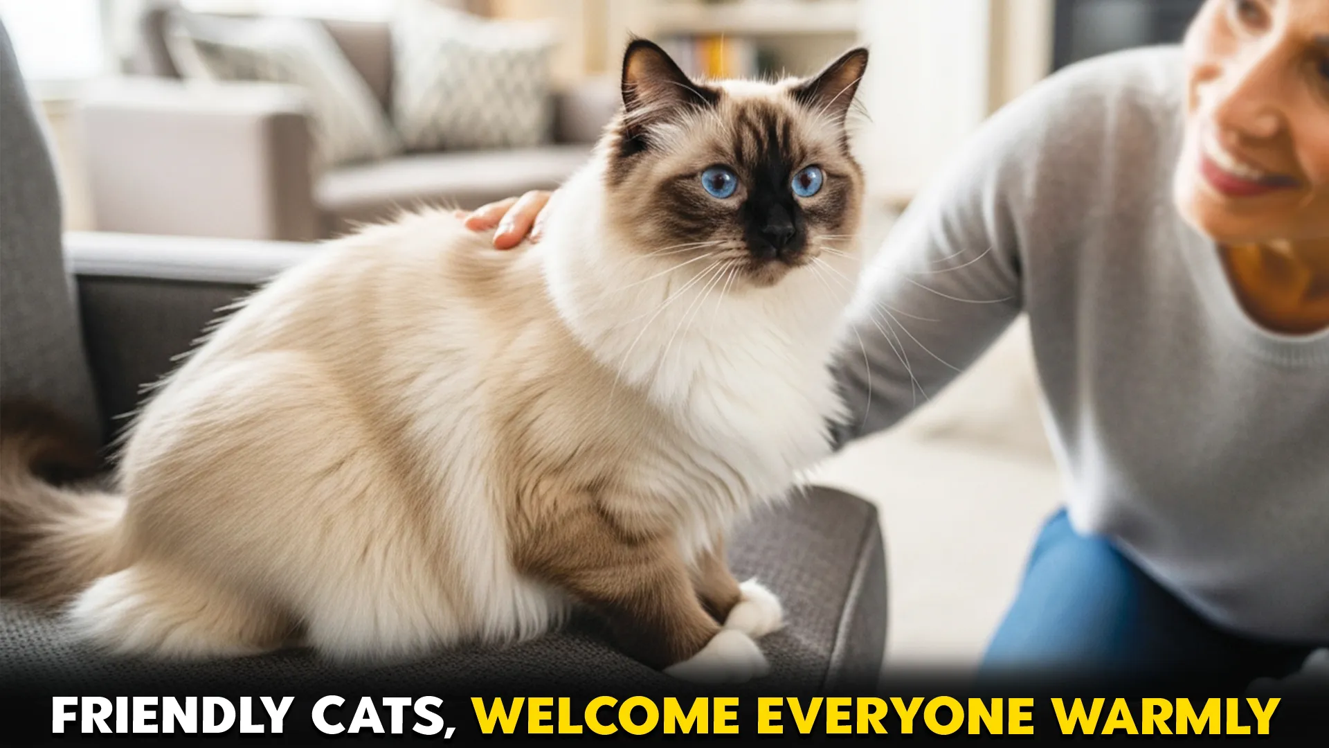 7-Cat-Breeds-That-Have-the-Best-Behavior-Around-Strangers