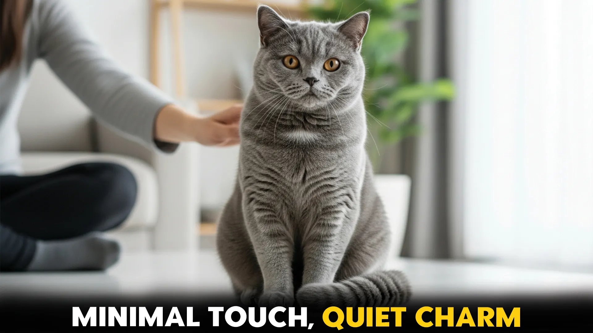 7 Cat Breeds that prefer minimal human touch