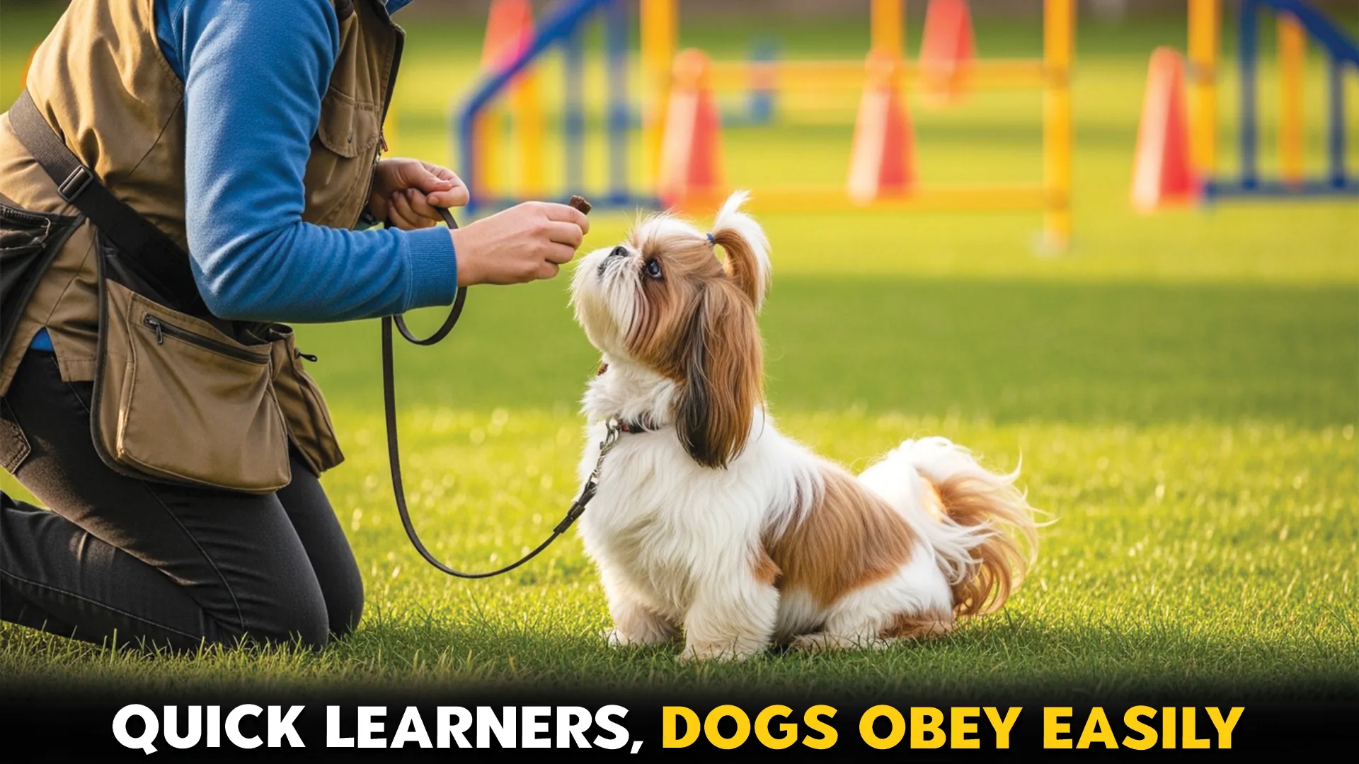 7-Dog-Breeds-Ideal-for-Owners-Seeking-Easy-Trainability[1]