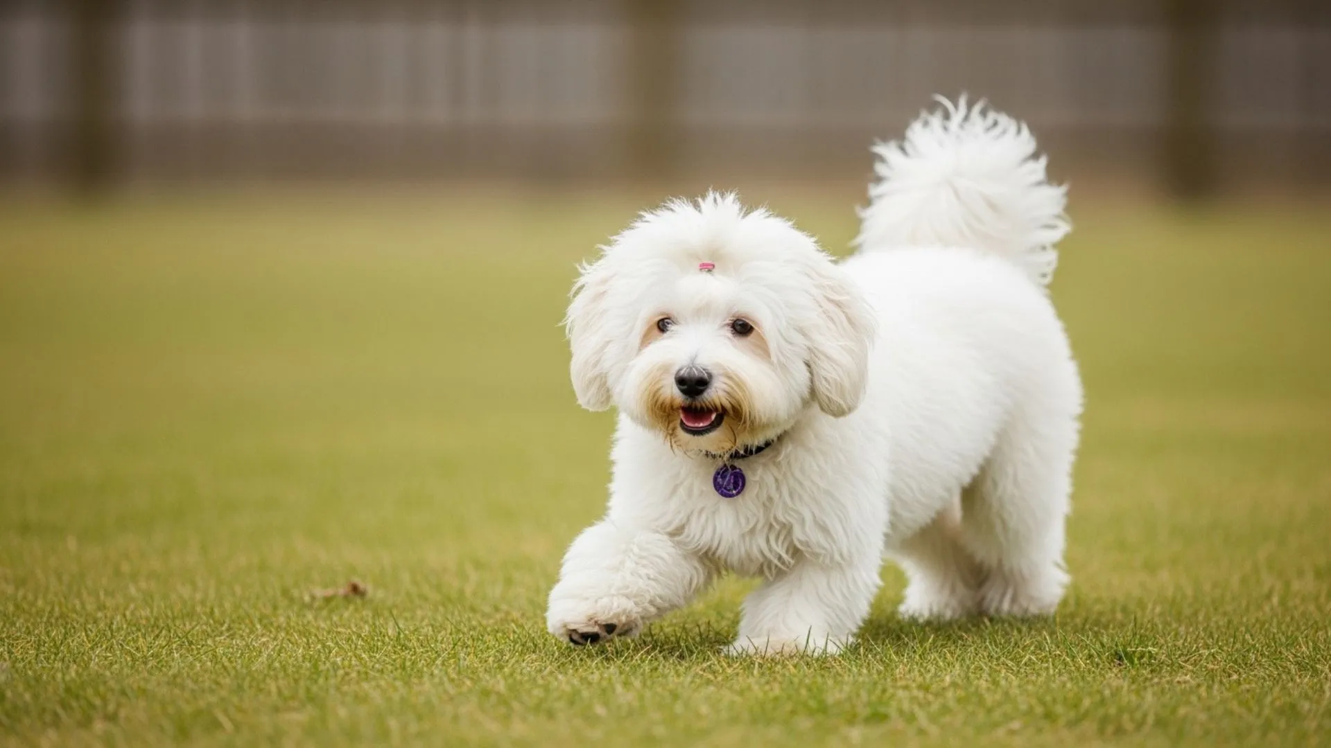 7 Fantastic Dog Breeds With Minimal Shedding