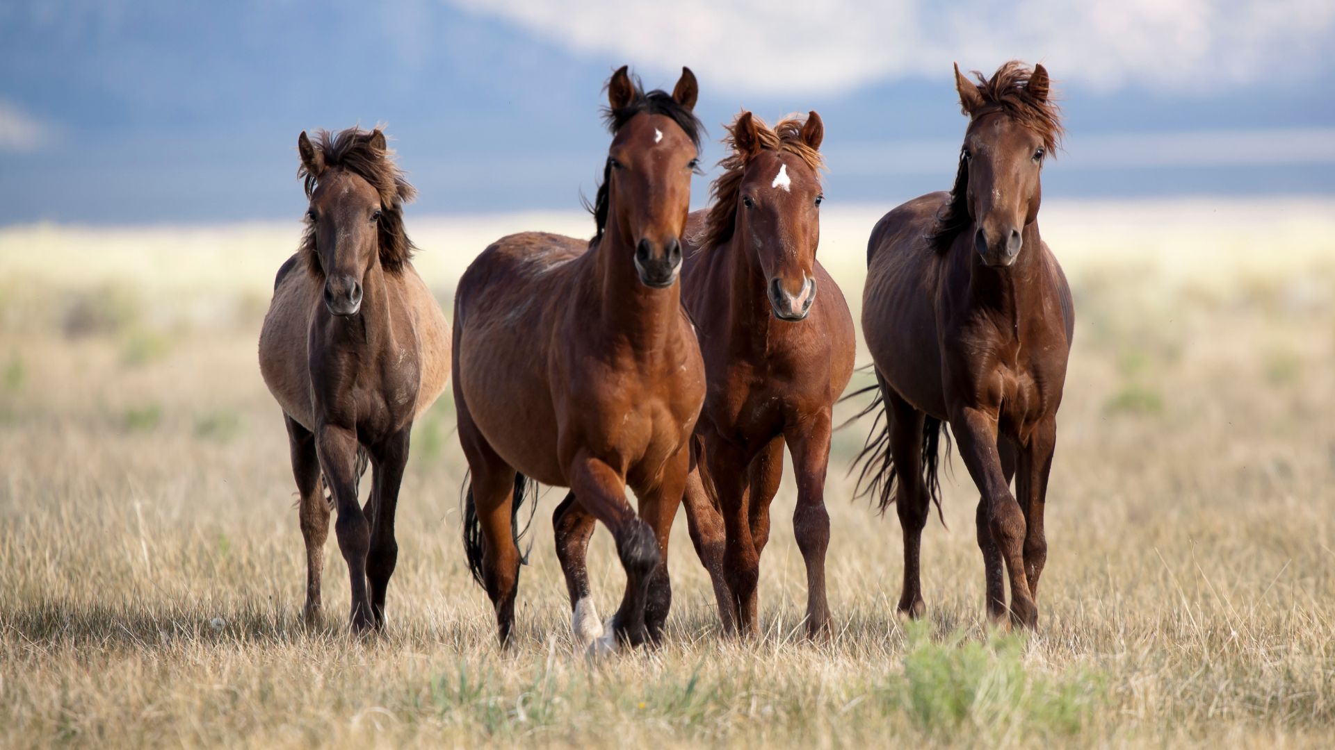 7 Horse Breeds Adapted to Steppe Ecosystems