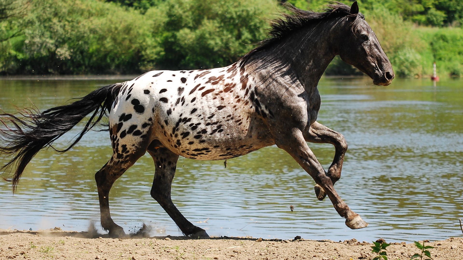 7 Horses That Excel in Endurance Riding