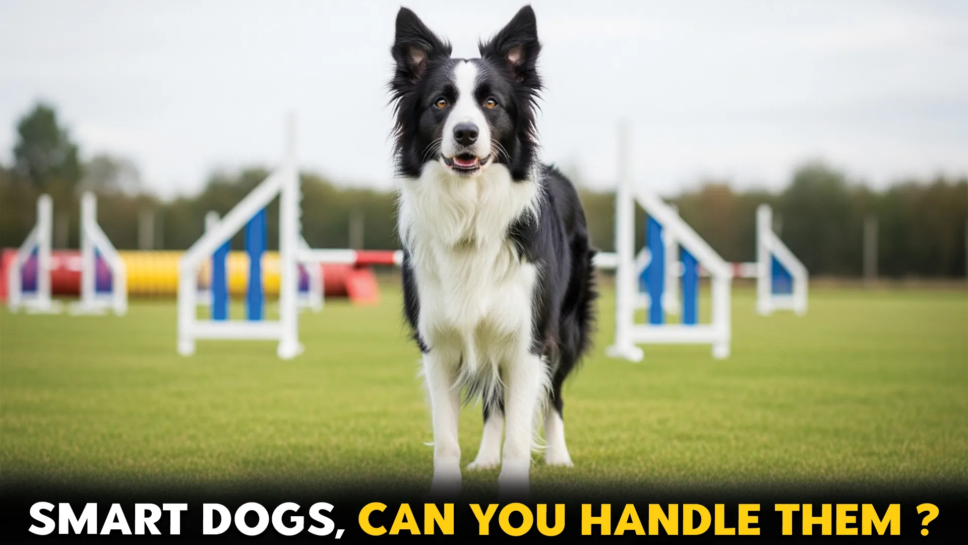 7-Smartest-Dog-Breeds-–-Can-You-Handle-Their-Brilliance