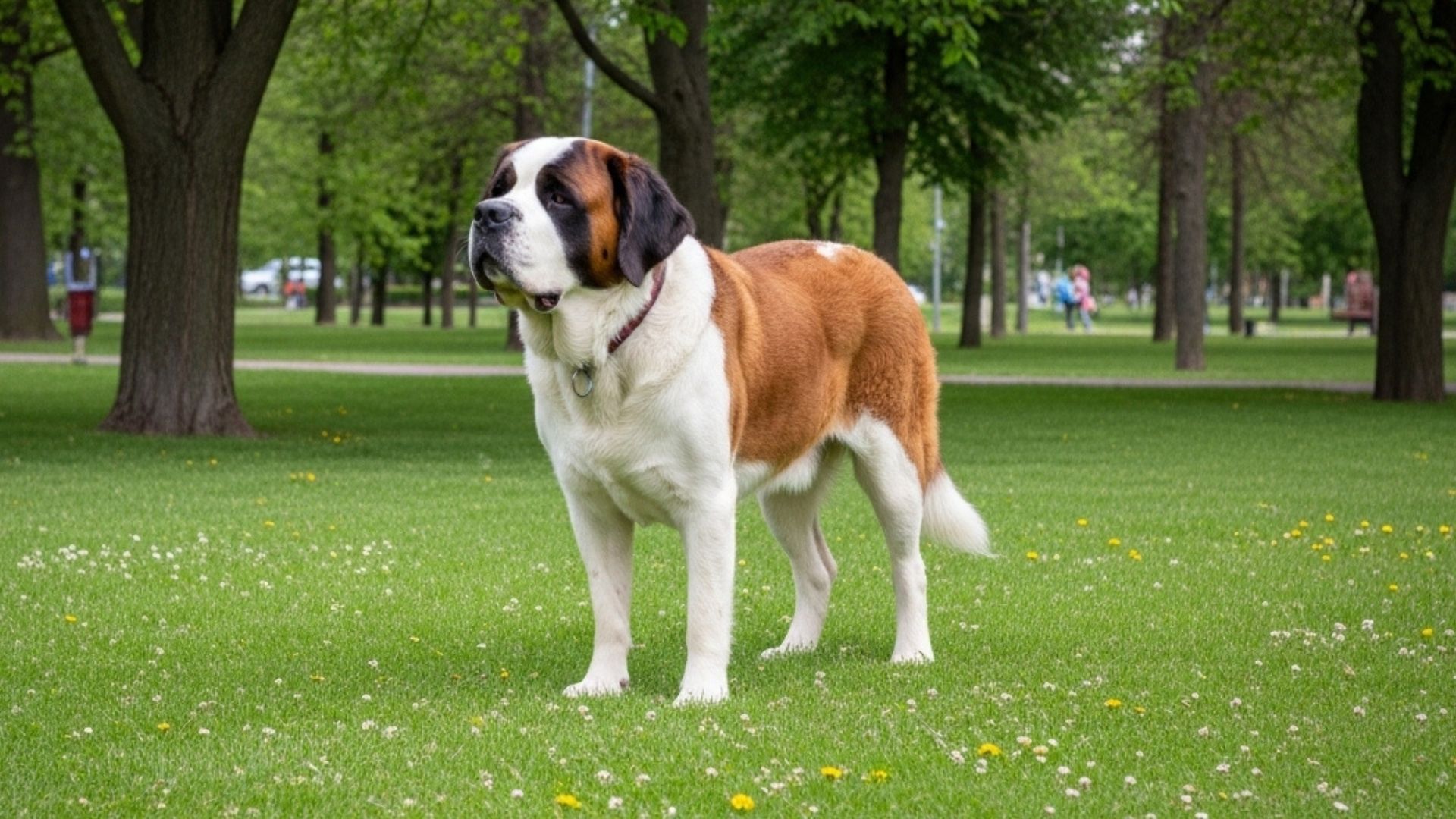 7 Stunning Large Dog Breeds Meet the Gentle Giants (1)