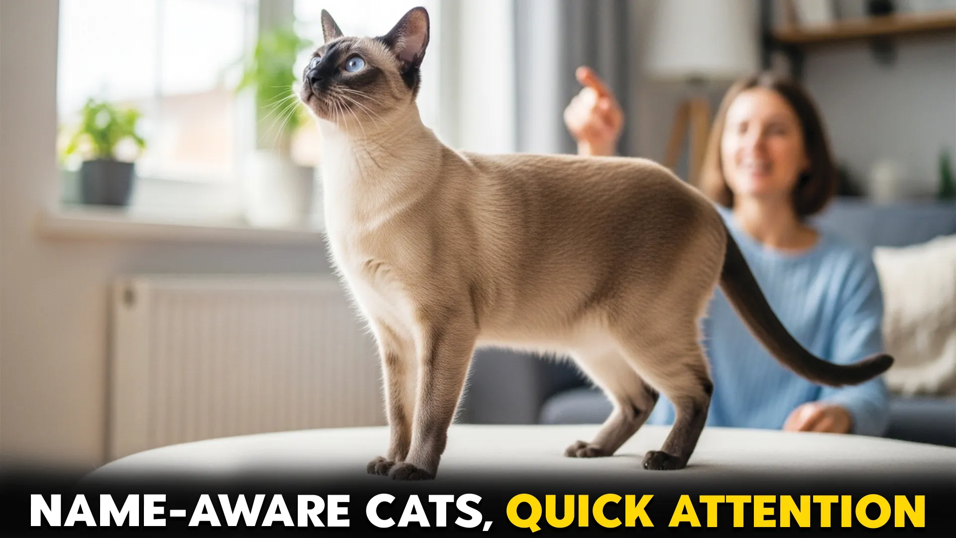 Cat Breeds That Recognize Their Names Quickly