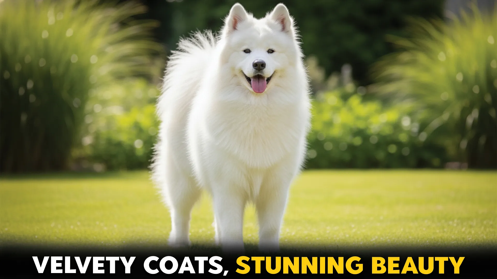 9 DOG BREEDS WITH STUNNING VARIETY AND SOFT COATS