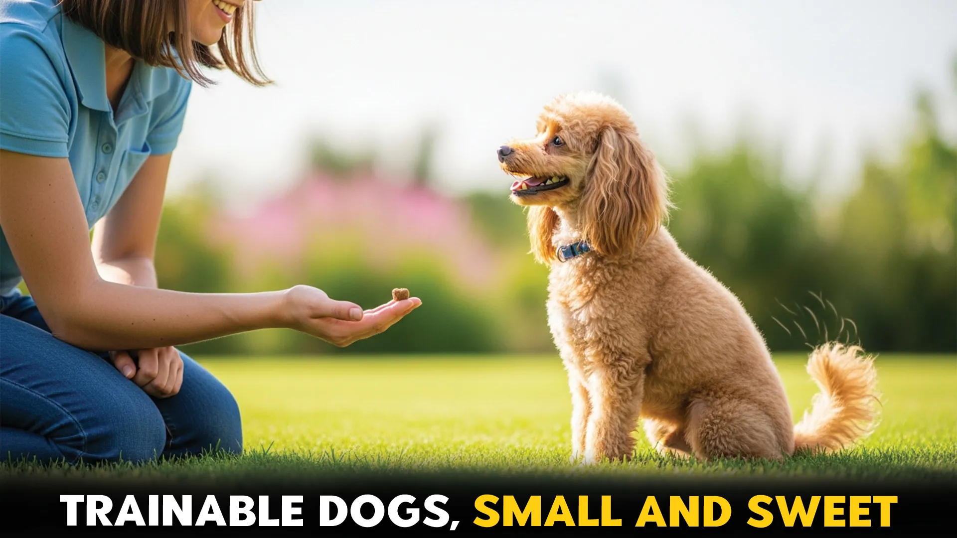 9 small size dog breeds that are at treat to train and easy to love