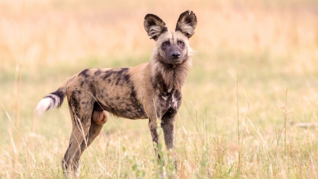 African Wild Dog