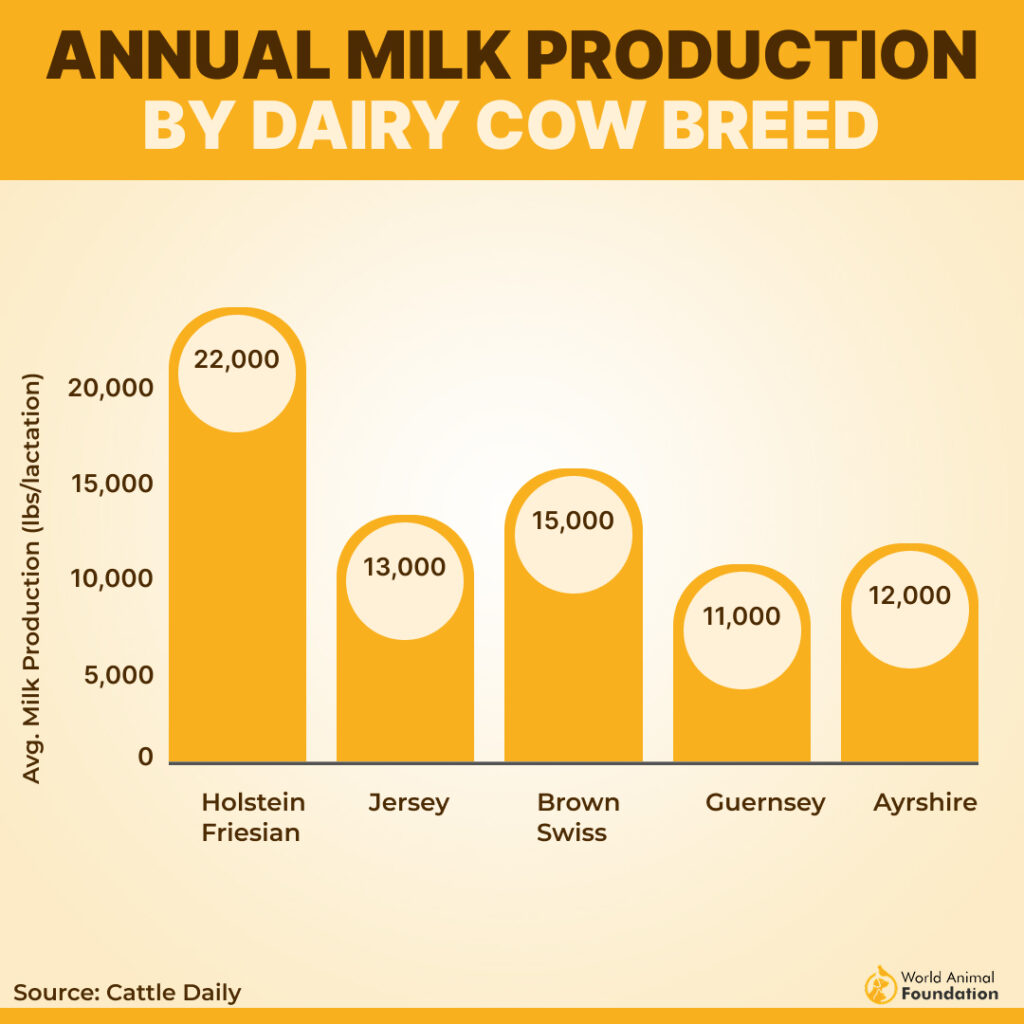 milk  producing cows