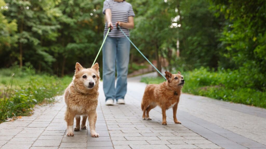 Argentina Has 9.2 Million Pet Dogs