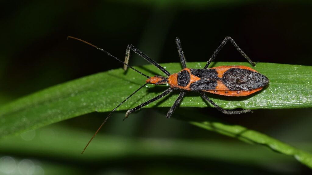 Assassin Bugs