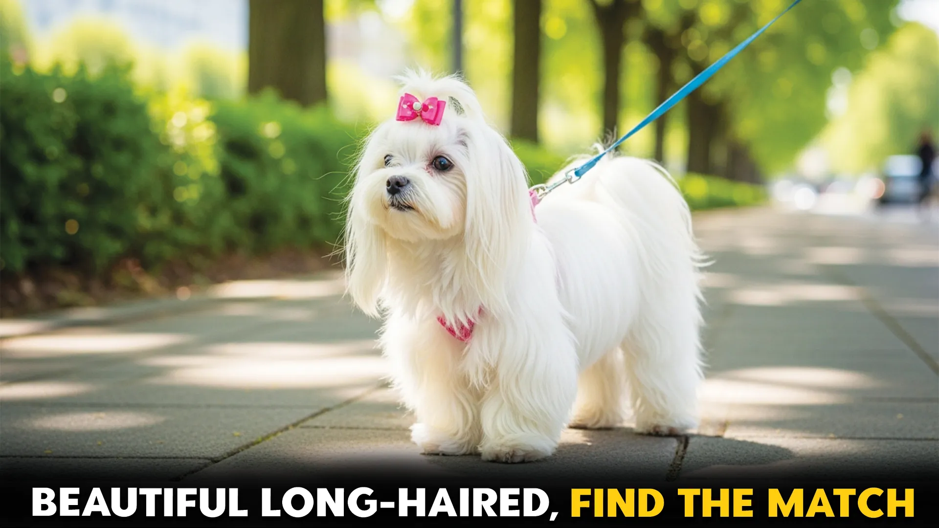 Beautiful-Long-Haired-Dog-Breeds-Finding-Your-Match