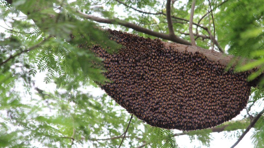 Bee Colonies