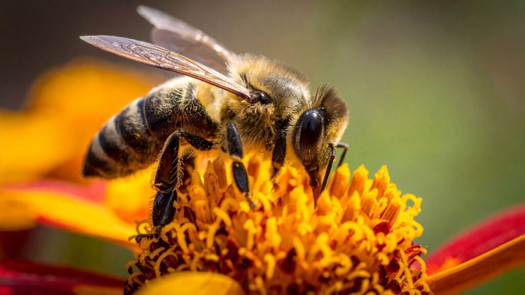 Bees Pollinate