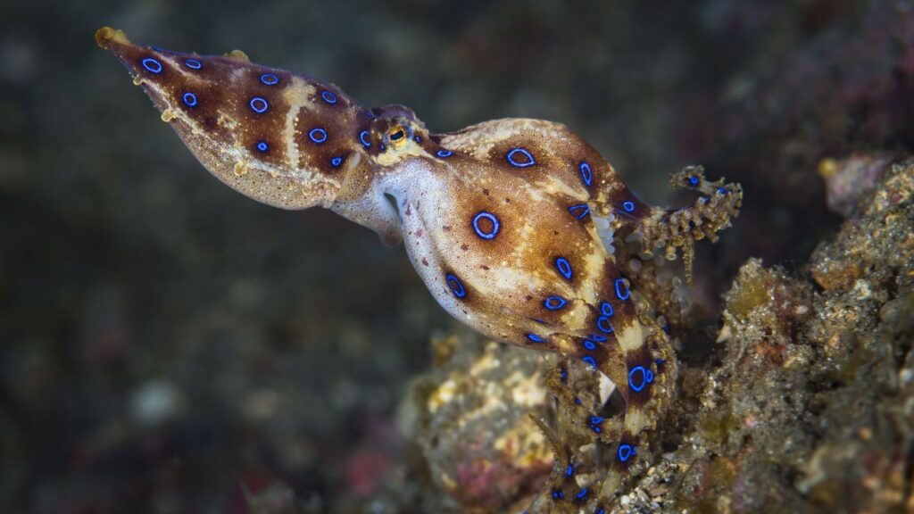 Blue Ringed Octopus