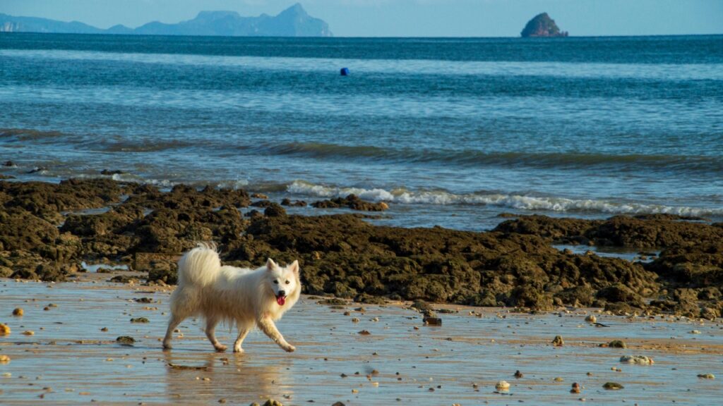 Bonita Beach Dog Park