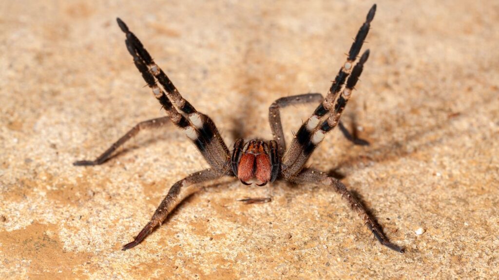Brazilian Wandering Spider 